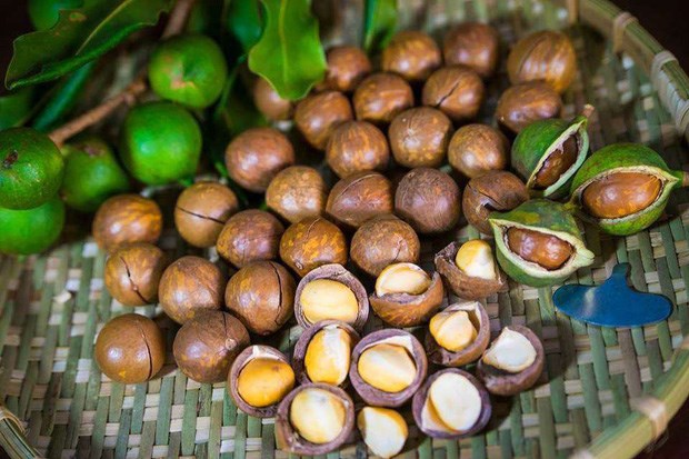 Loại hạt đắt đỏ được mệnh danh là "hoàng hậu quả khô" xuất hiện trong Tết mấy năm nay có gì đặc biệt?